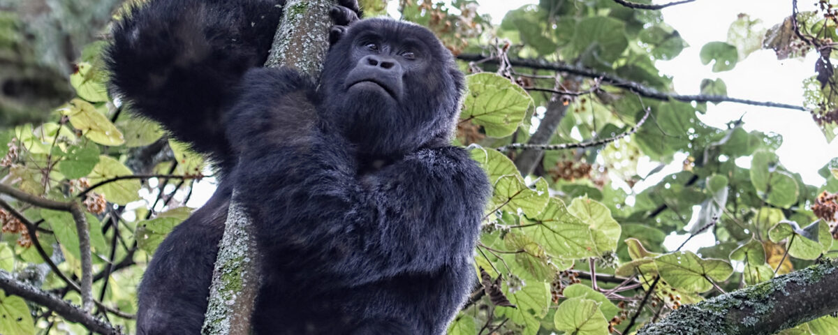 14 Days Rwanda Uganda Safaris Adventure