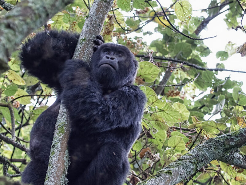 Gorilla Trekking in Uganda 14 Days Rwanda Uganda Safaris Adventure