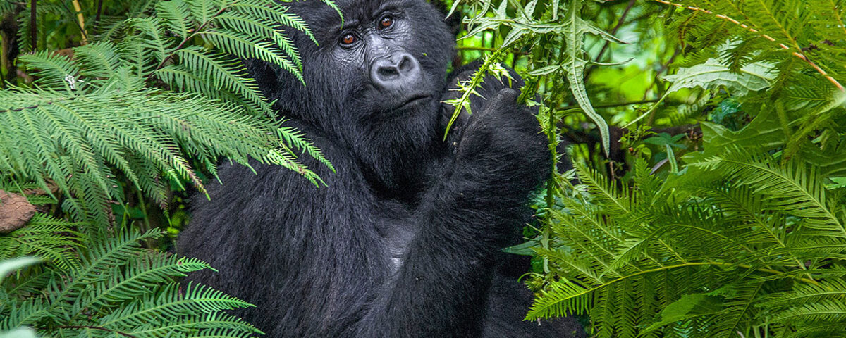Where is the Cheapest Place to See Gorillas in the Wild?