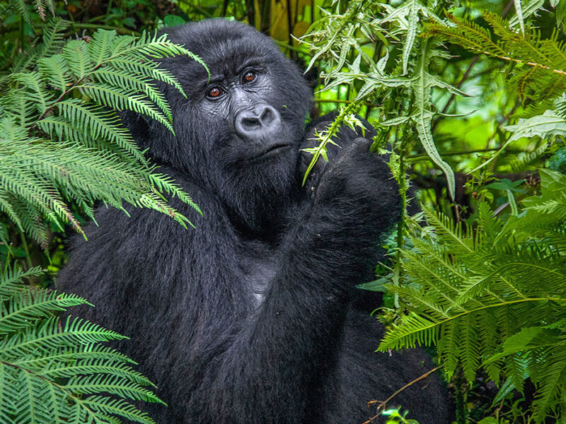Where is the Cheapest Place to See Gorillas in the Wild? Africa Gorilla Trekking Adventures