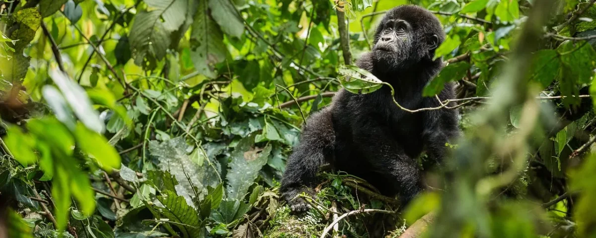 Is Gorilla Trekking in Rwanda Hard?
