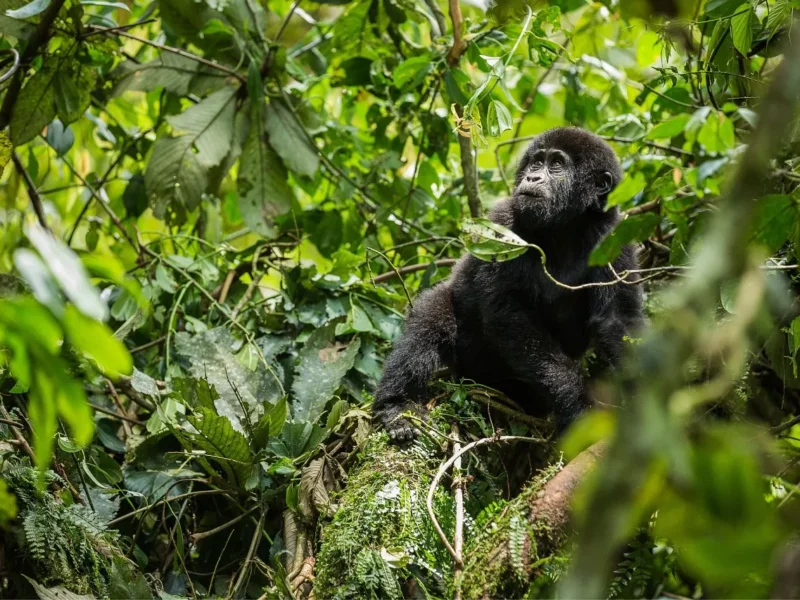 Is Gorilla Trekking in Rwanda Hard? Is Gorilla Trekking in Rwanda Hard?