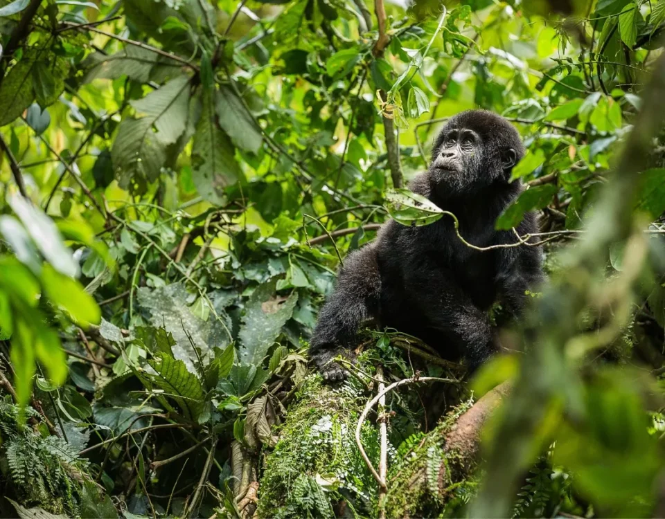 Is Gorilla Trekking in Rwanda Hard?