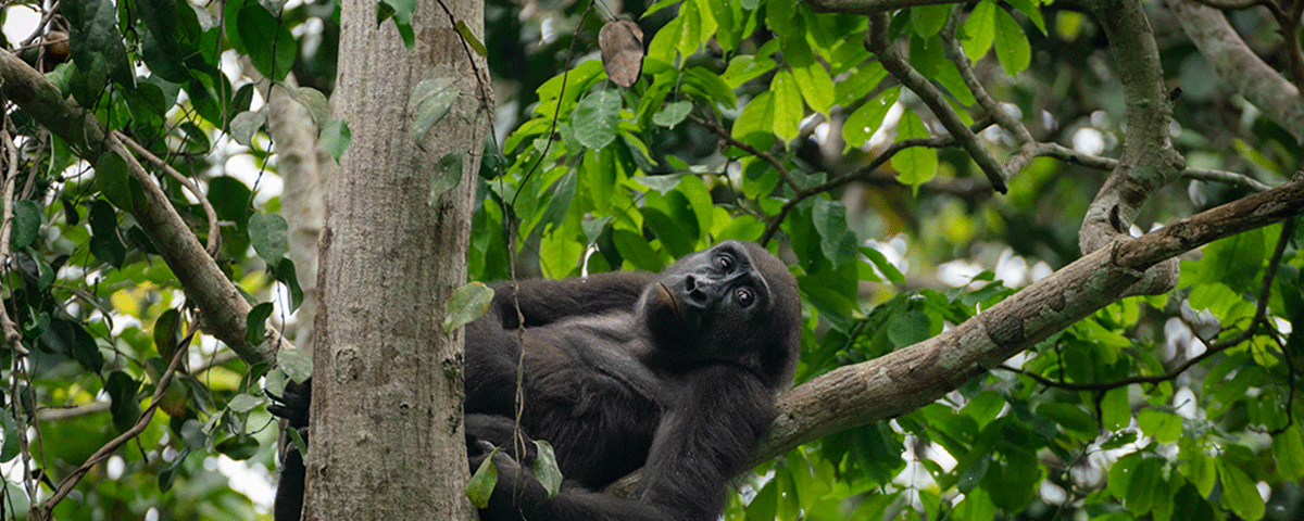 17 Days Uganda Safari