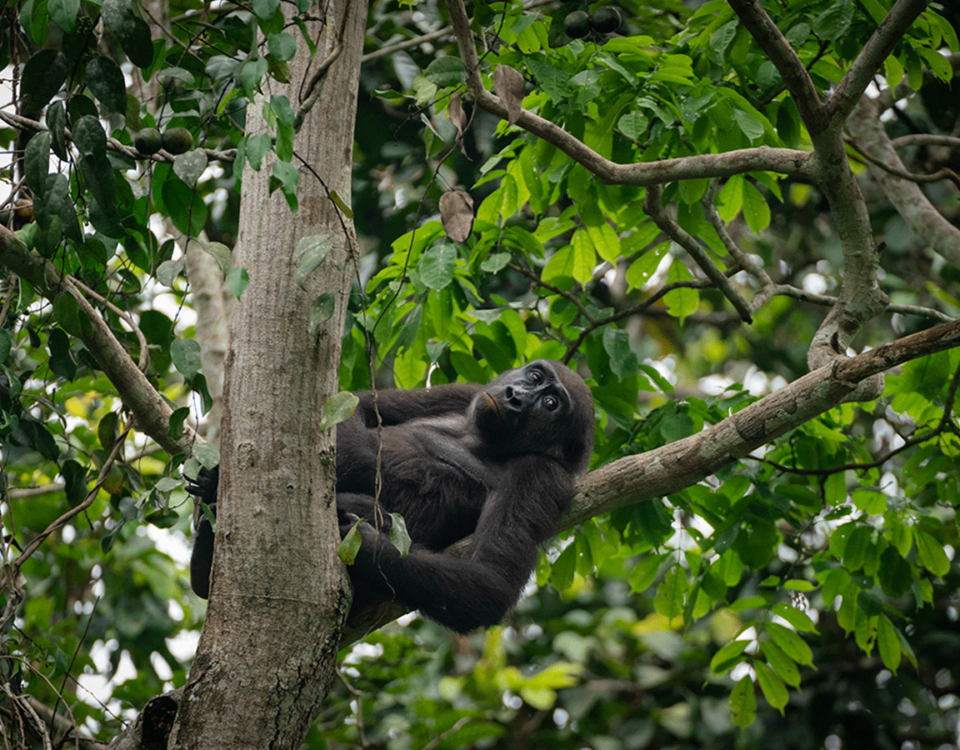 17 Days Uganda Safari