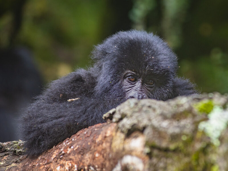 Are You Guaranteed to See Gorillas in Rwanda? Are You Guaranteed to See Gorillas in Rwanda?