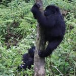 DR. Congo Safaris