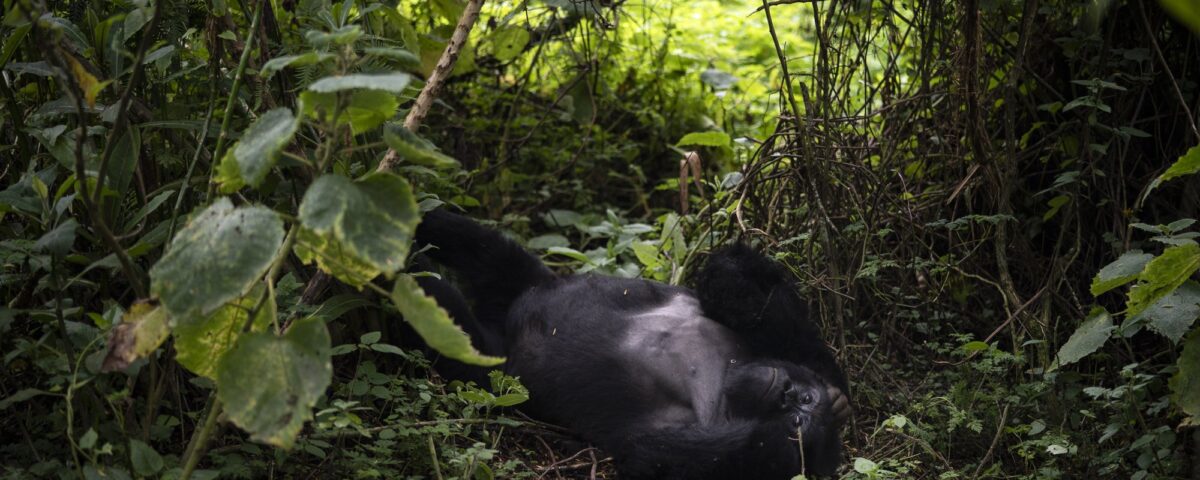 18 Days Classic Birding Tour