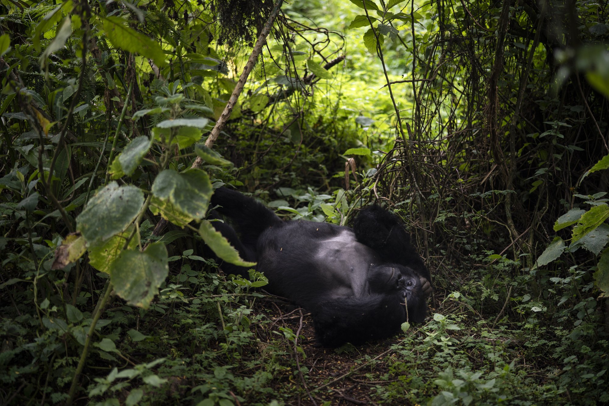 Rwanda Gorilla Safari from Europe