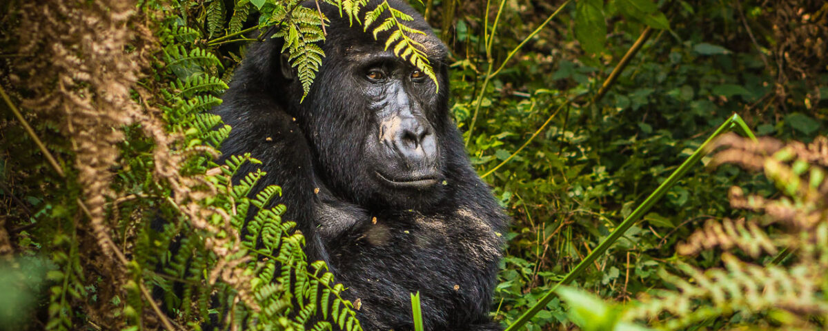 Is Gorilla Trekking Worth the Money?