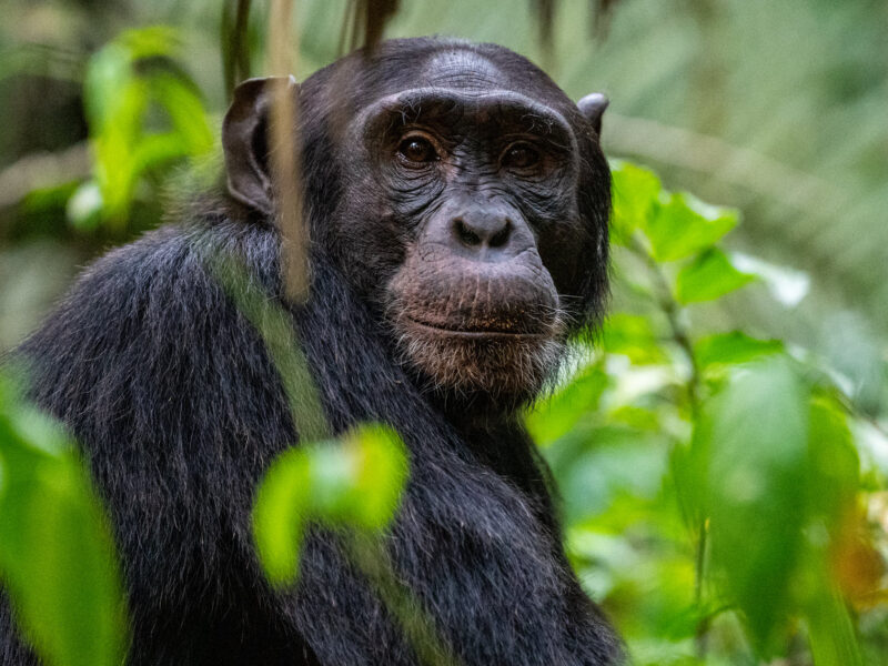 6 Days Primates & Wildlife Tour 6 Days Primates & Wildlife Tour