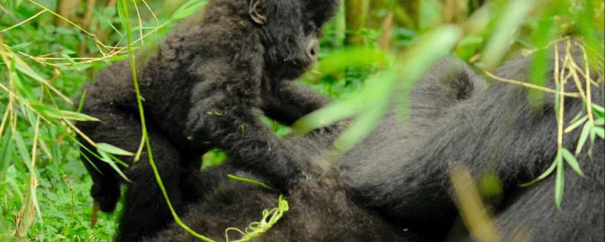 Africa Gorilla Trekking Tours