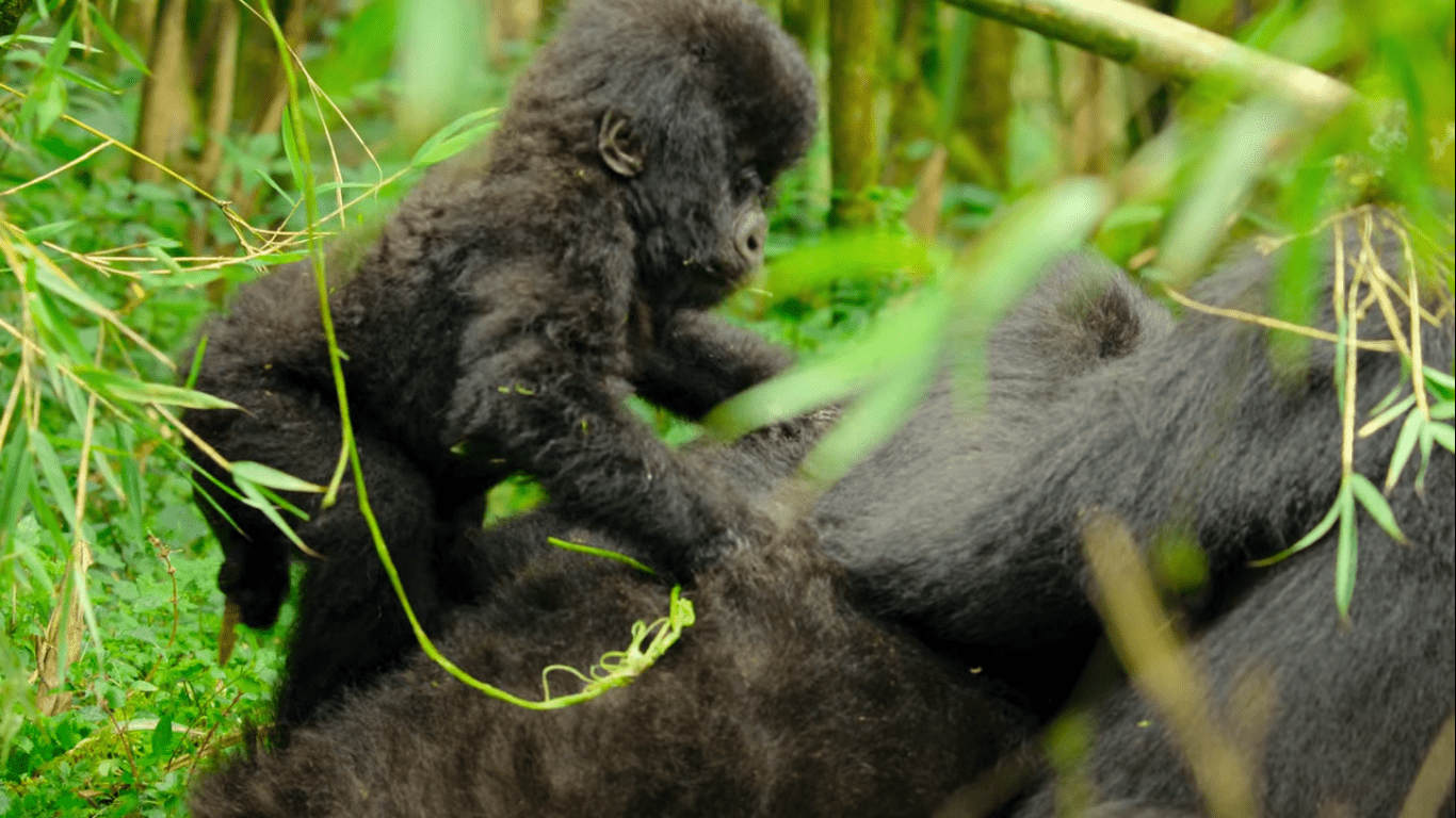 Rwanda Gorilla Trekking Safaris
