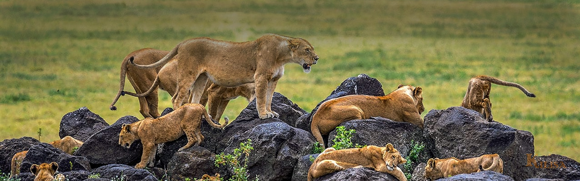 African safaris in Tanzania