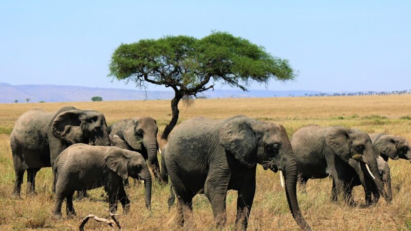 8 Days Tanzania Wildlife Adventure