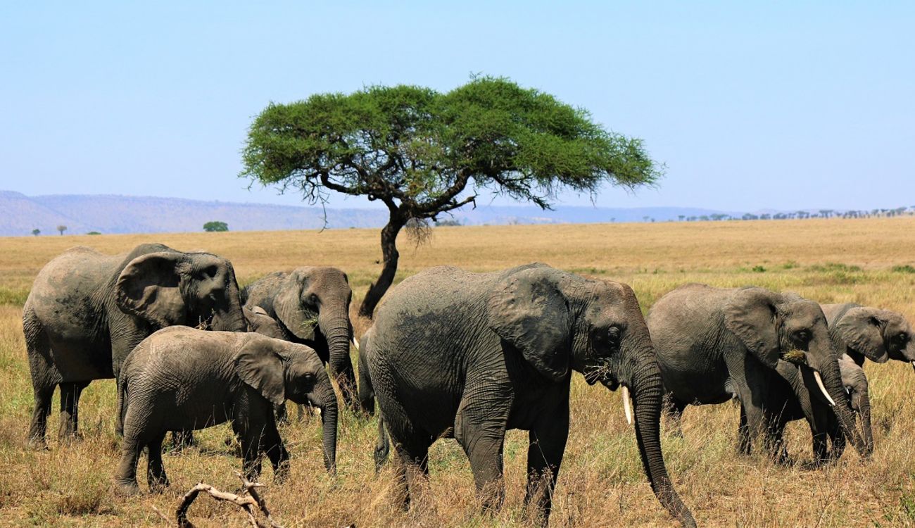 8 Days Tanzania Wildlife Safaris Tour
