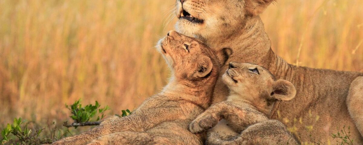 7 Days African Wildlife Safari