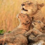 7 Days African Wildlife Safari