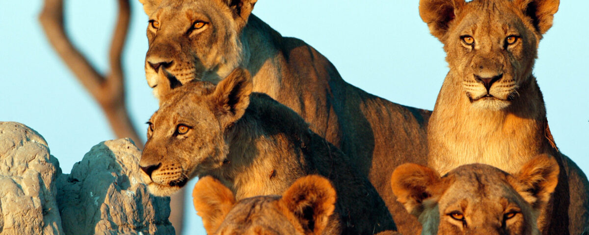 11 Days Karibu Kenya Private Safari