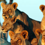 11 Days Karibu Kenya Private Safari