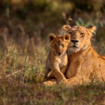 5 Days Big 5 Uganda Kidepo Safari