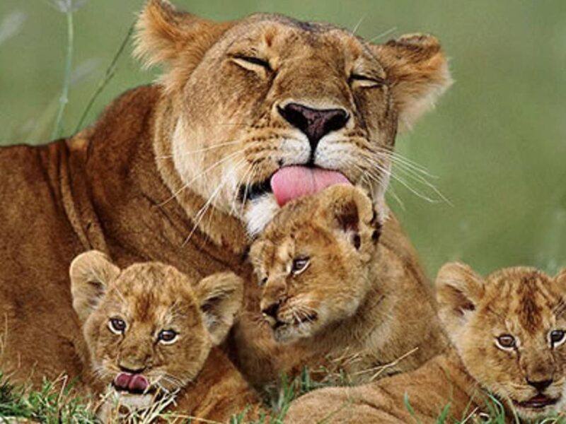 6 Days Tanzania Safari 6 Days Africa Adventures Safari