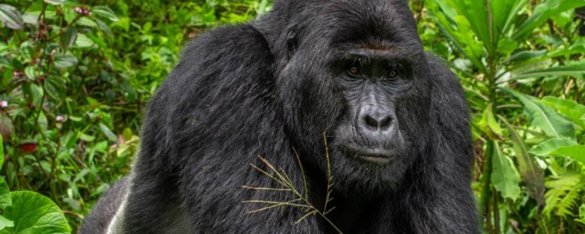 15 Days Uganda Big Five Safari