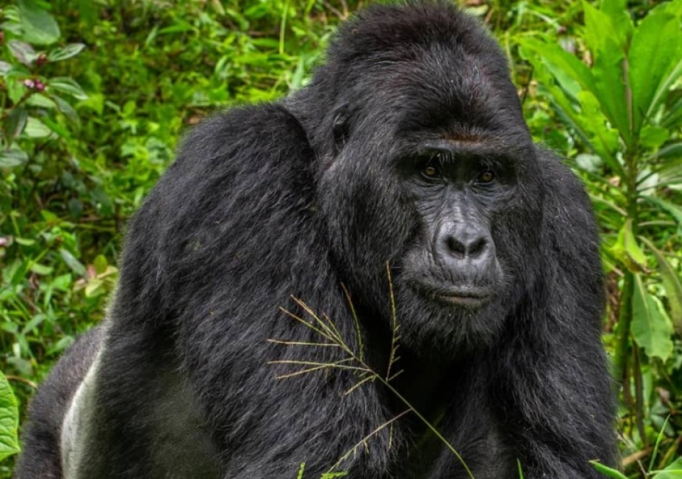 15 Days Uganda Big Five Safari