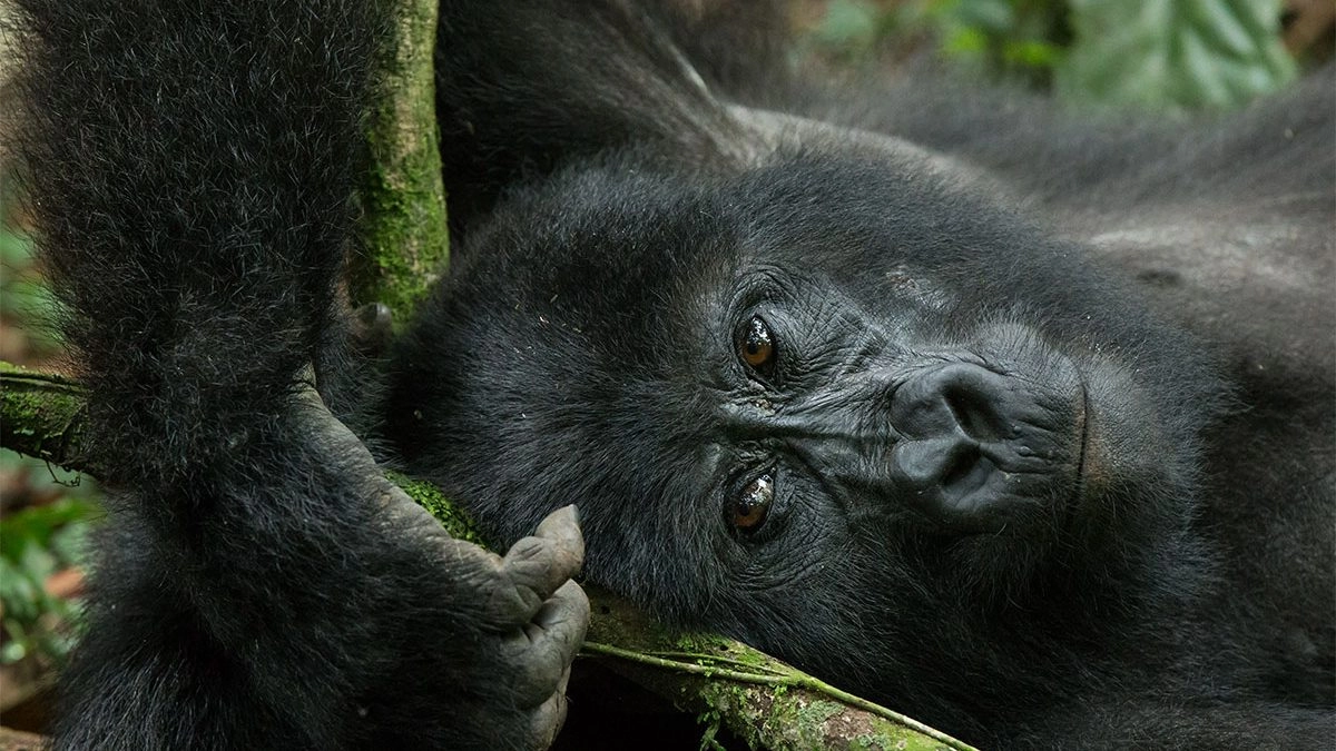 4 Day Rwanda Gorilla Trek 