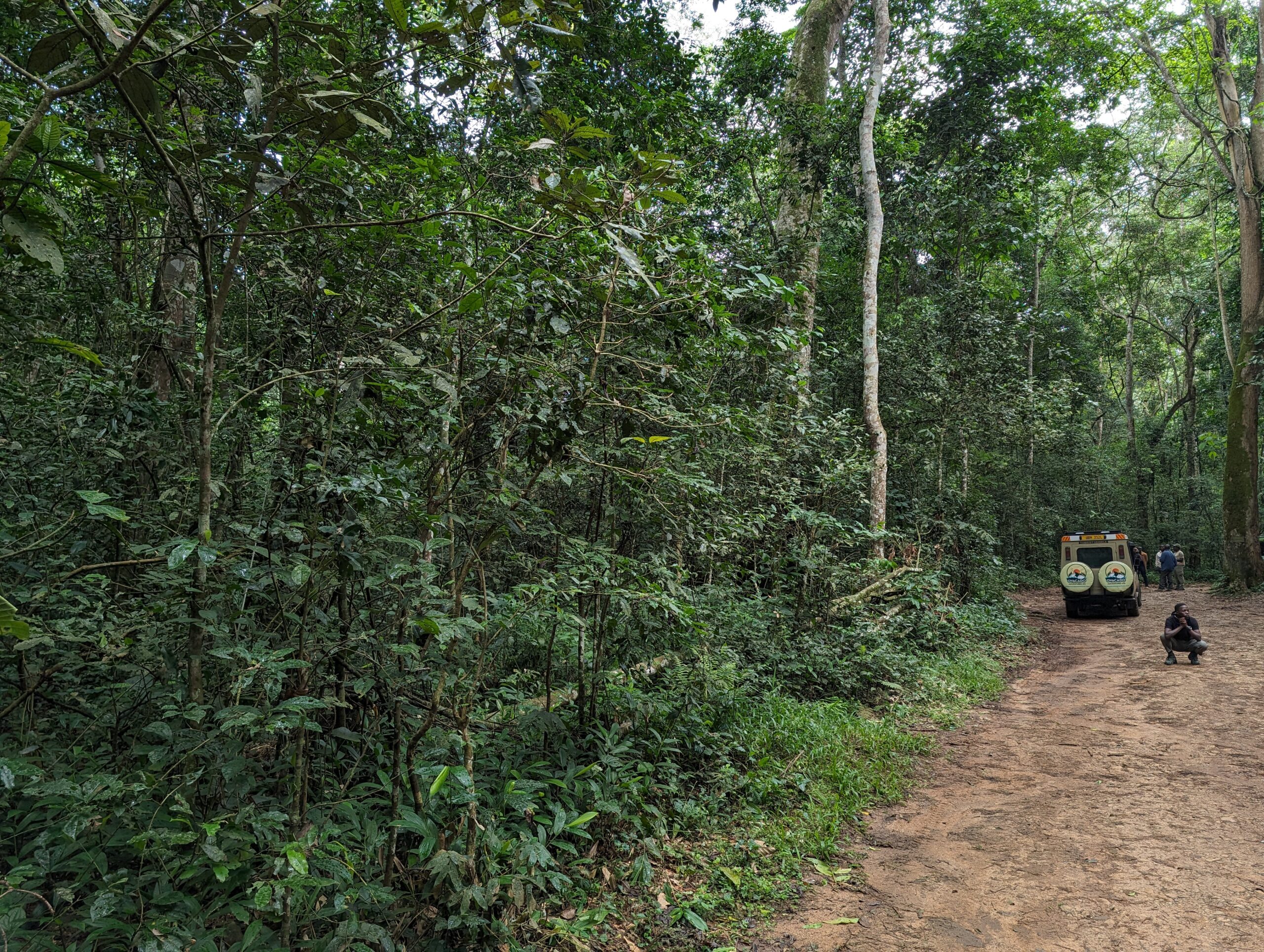 Gorilla Tracking Safaris in Uganda