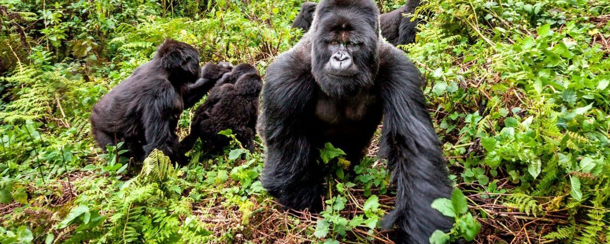 combing Rwanda Gorilla Safaris With Uganda Gorilla Trekking