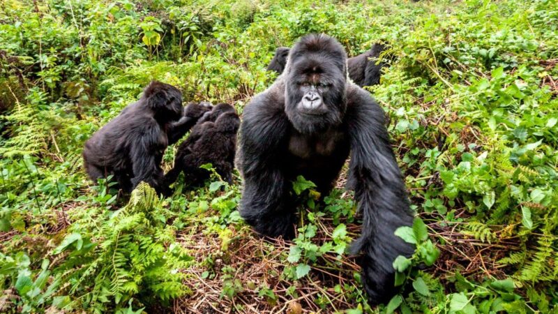 4 Days Rwanda Gorilla Trekking