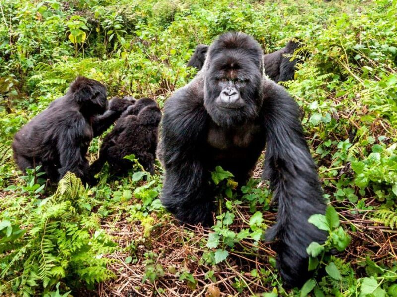How combing Rwanda Gorilla Safaris With Uganda Gorilla Trekking Gorilla Families Are There in Rwanda? combing Rwanda Gorilla Safaris With Uganda Gorilla Trekking