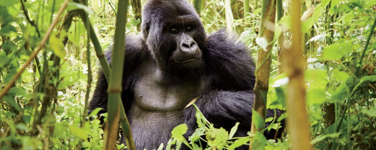 5 Days Fly In Uganda Safari