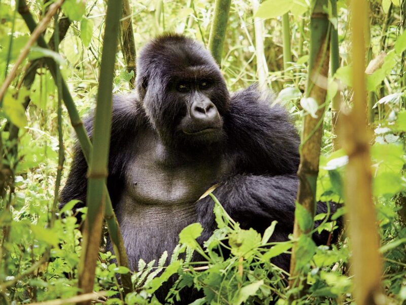 Uganda Gorilla Trekking 5 Days Fly In Uganda Safari