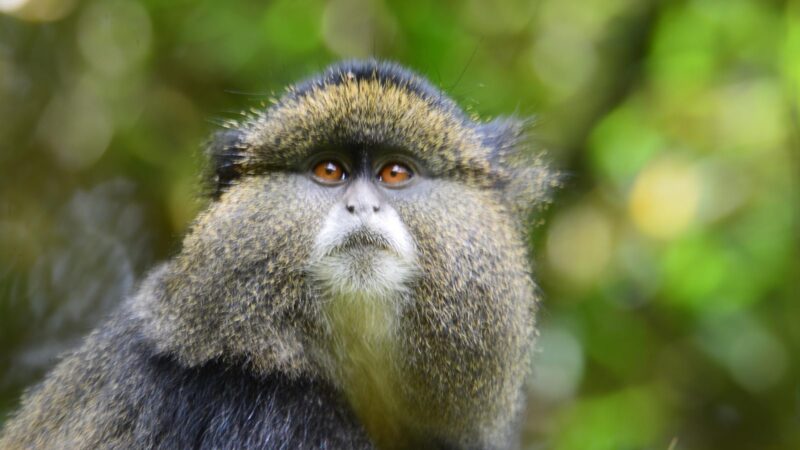 golden monkeys in Rwanda Africa Adventures