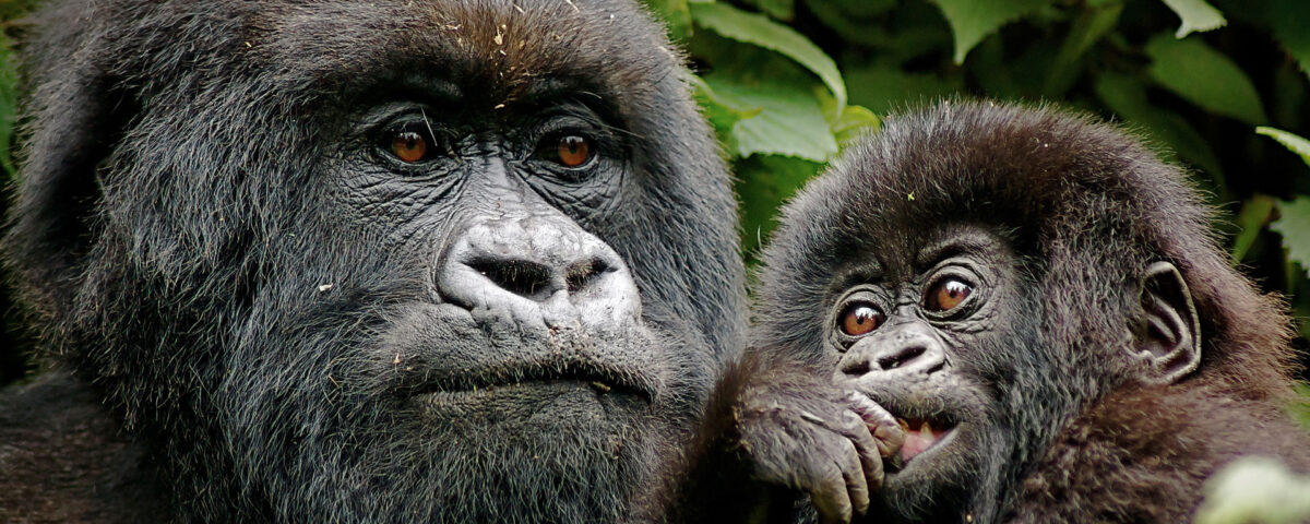 Uganda Gorilla tracking