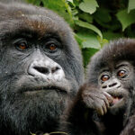 4 Days Uganda Safari