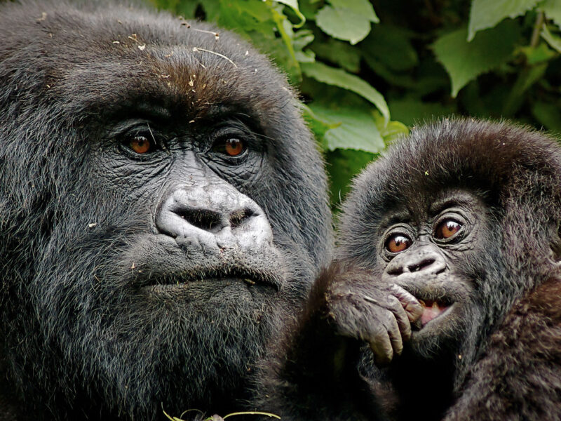 Uganda Gorilla tracking Uganda Gorilla tracking