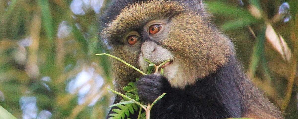 How Much Does It Cost to Trek Golden Monkey in Rwanda?