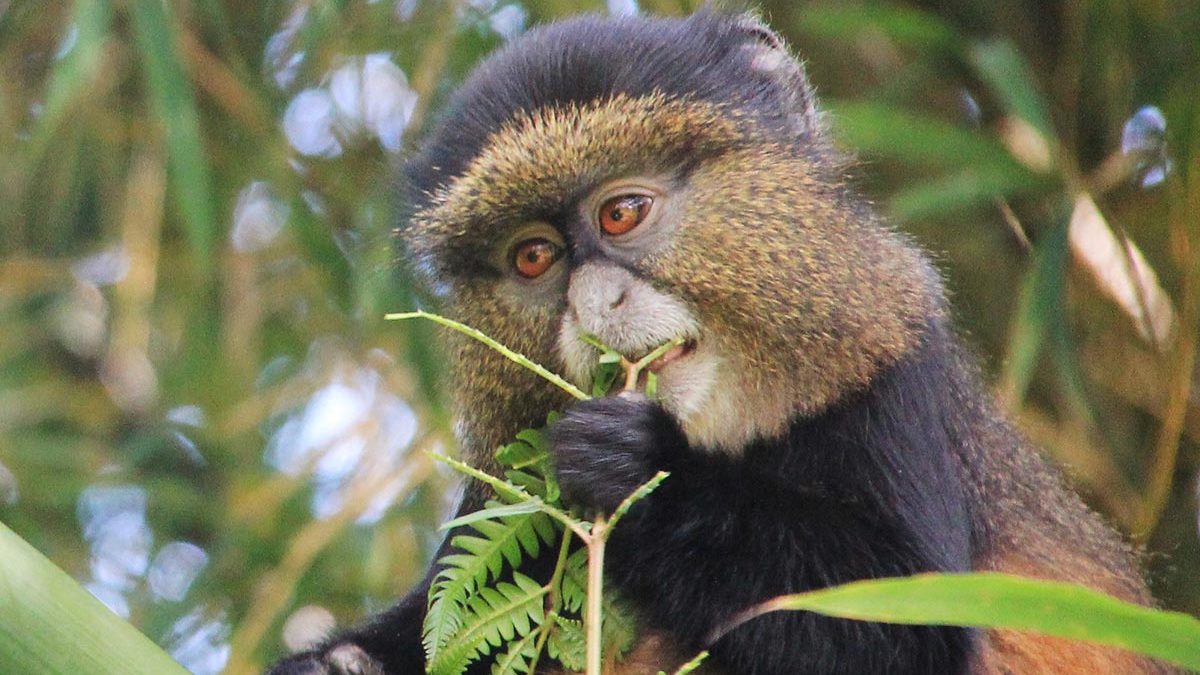 golden monkey trekking rwanda