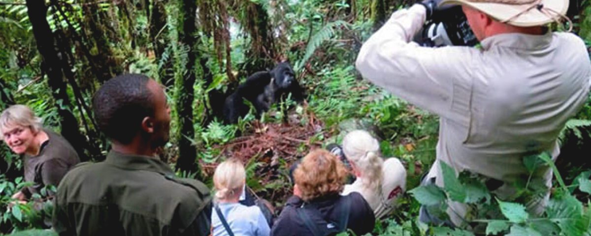 Are You Guaranteed to See Gorillas in Uganda