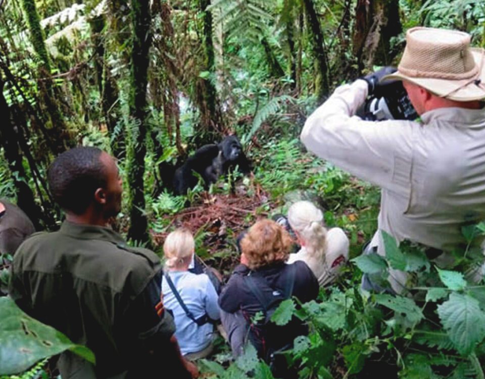 Are You Guaranteed to See Gorillas in Uganda