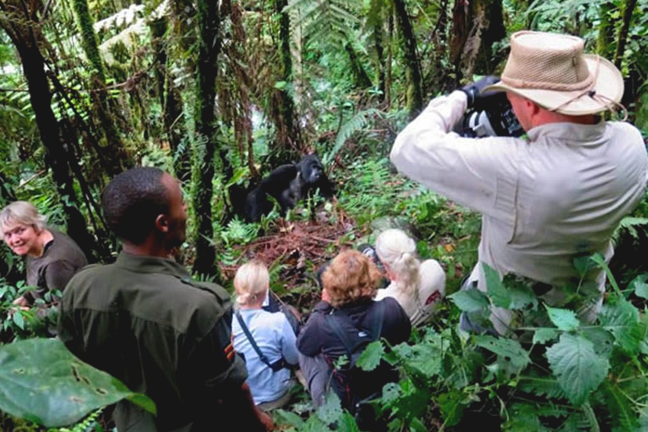 Are You Guaranteed to See Gorillas in Uganda