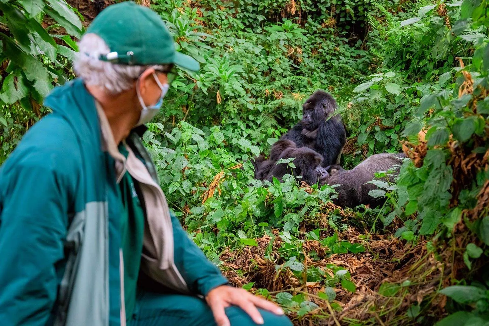 Is Uganda Gorilla Trekking Worth the Money?