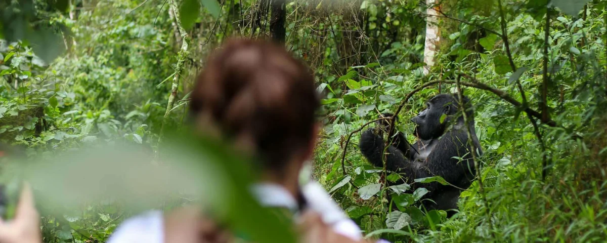 Are You Guaranteed to See Gorillas in Uganda