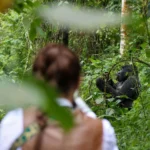 Are You Guaranteed to See Gorillas in Uganda