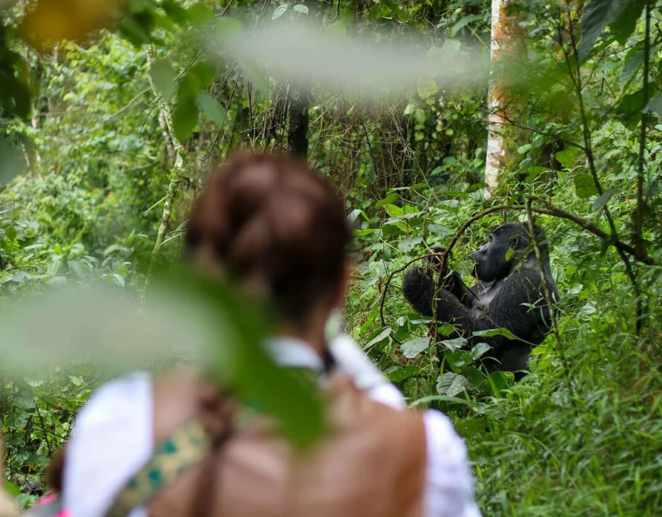 Are You Guaranteed to See Gorillas in Uganda