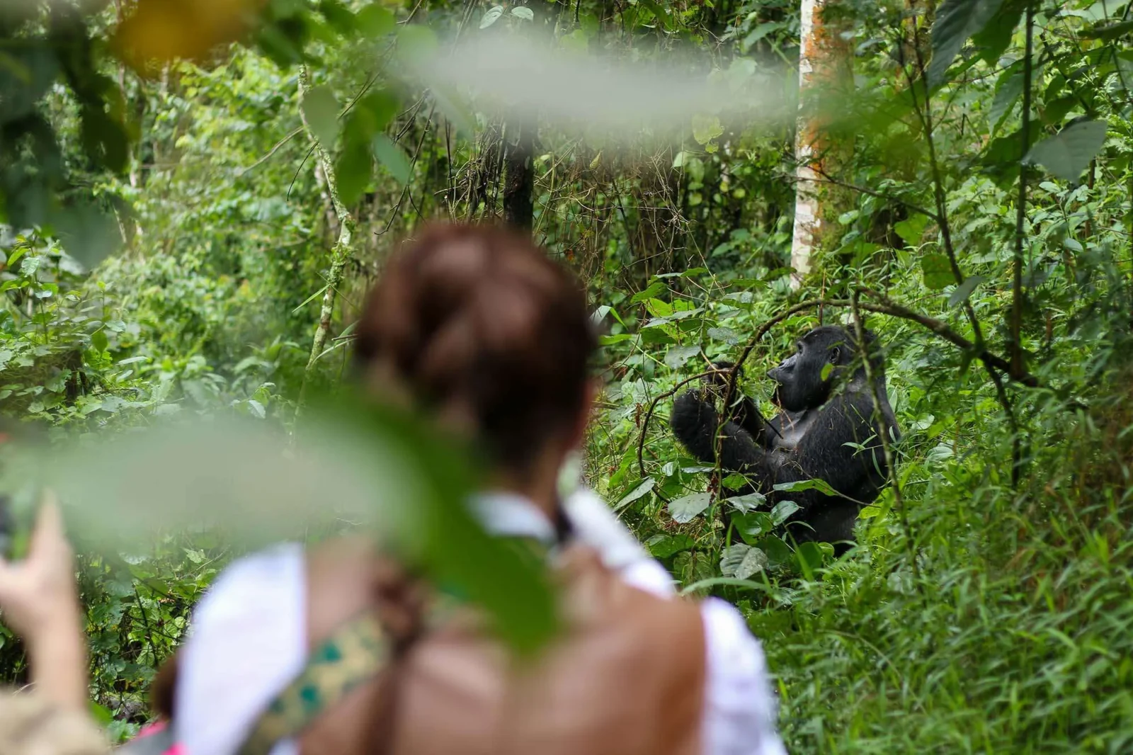 Is Uganda Gorilla Trekking Worth the Money?