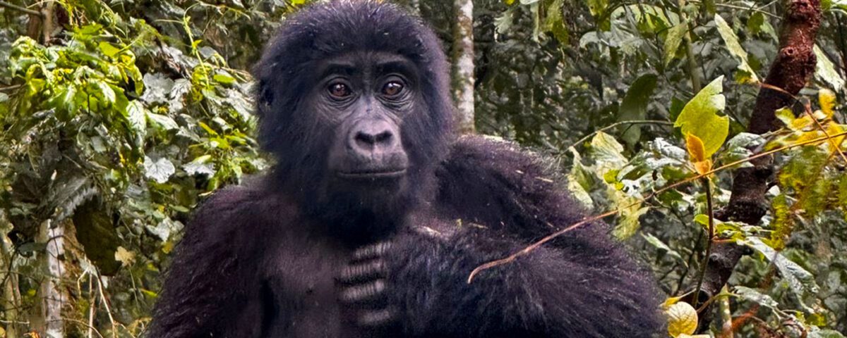 What Should I Pack for Gorilla Trekking in Uganda?